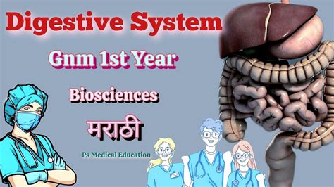 Digestive System Anatomy And Physiology Gnm St Year Gnm