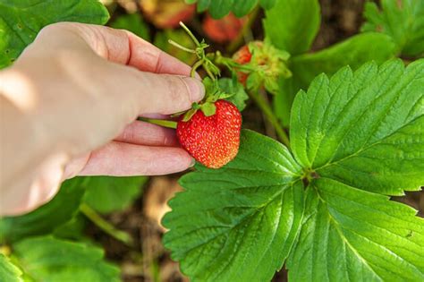 Premium Photo Midsection Of Person Holding Strawberry