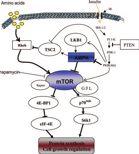 Model Of The Ampk And Mtor Signaling Network In Mammalian Cells Ampk