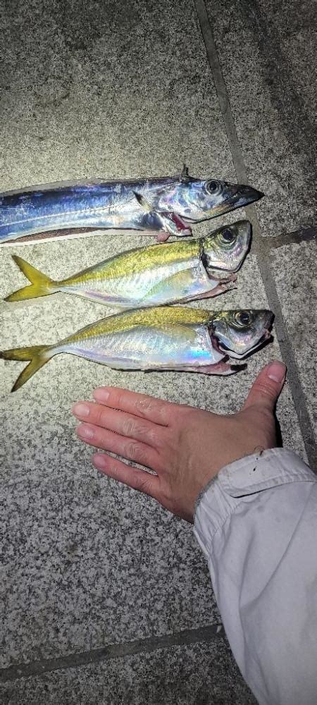 本命はアジか 和歌山県 和歌山マリーナシティ タチウオ餌釣り タチウオ 陸っぱり 釣り・魚釣り 釣果情報サイト カンパリ