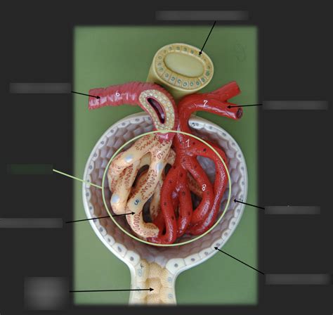 Renal Corpuscle Diagram Quizlet