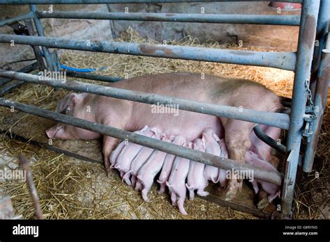 Porc intensif Banque de photographies et dimages à haute résolution