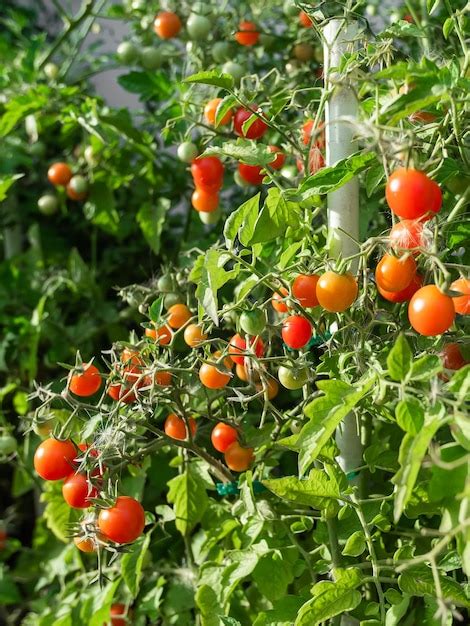 Planta De Tomate Maduro Crescendo Bando Fresco De Tomates Naturais