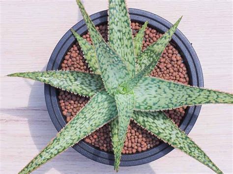 13 Of The Best Aloe Varieties For Landscaping And Containers