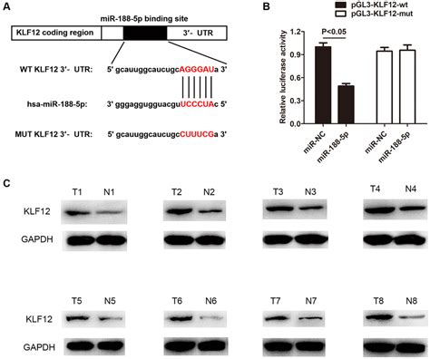 Potentiated Lung Adenocarcinoma Luad Cell Growth Migration And