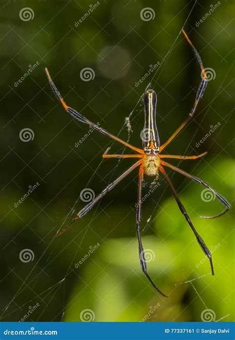 A Giant Wood Spider Stock Image Image Of Macro Arachnid 77337161