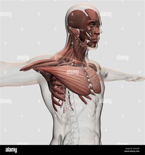 Upper Anterior Muscles Anatomy Stock Photo Alamy Atelier Yuwa Ciao Jp