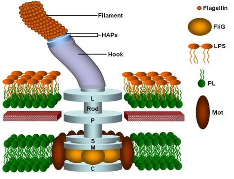 Bacterial Flagella Nanotechnology