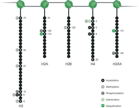 Histone modifications | Abcam