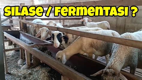 Perbedaan Antara Pakan Silase Dan Pakan Fermentasi Untuk Ternak Domba