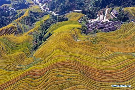 Chine Champs En Terrasses Longsheng Au Guangxi French News Cn