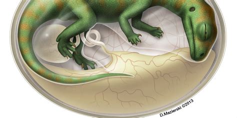 Dinosaur Embryo : Dinosaur Incubation Periods Directly Determined From Growth Line Counts In ...