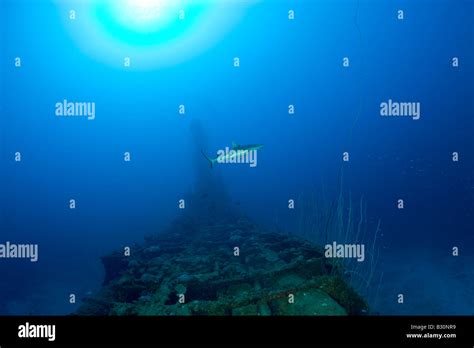Grey Reef Shark Over Uss Apogon Submarine Marshall Islands Bikini Atoll