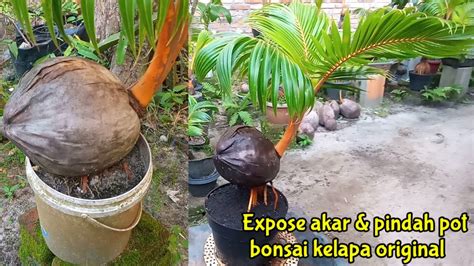 Angkat Akar Dan Pindah Pot Bonsai Kelapa Original Youtube