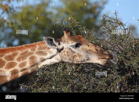 Cape Jirafa Giraffa Camelopardalis Giraffa Comiendo Las Hojas De Un