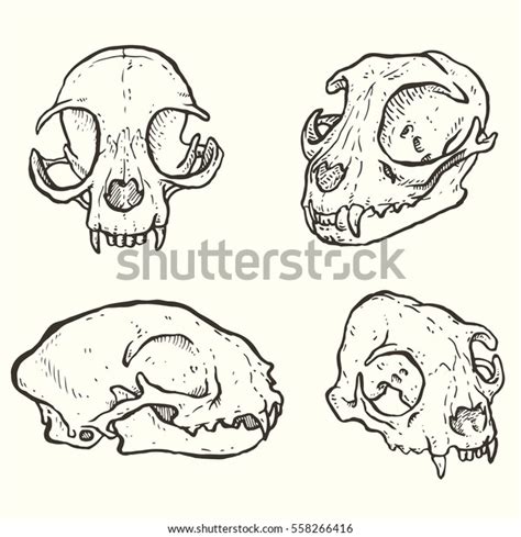 Domestic Cat Skull Drawing