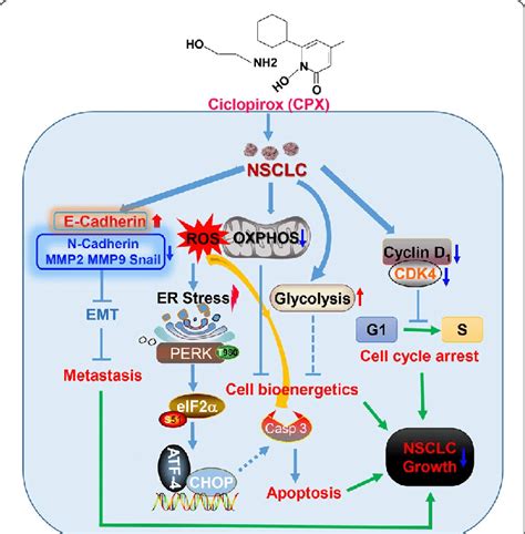 Mechanisms Of NSCLC Cell Proliferation Migration And Invasion