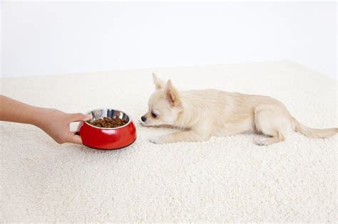 Cómo alimentar bien a tu cachorro