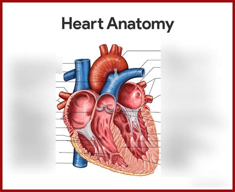 Diagram of A&P - Heart anatomy | Quizlet