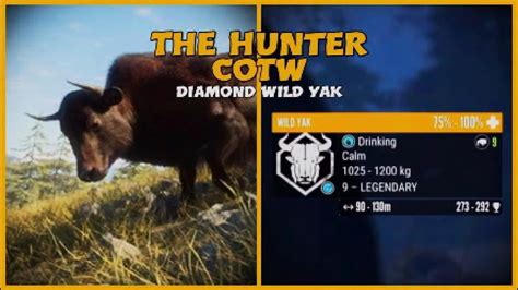 Sundarpatan Nepal Diamond Wild Yak YouTube