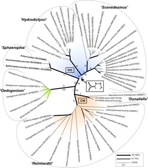 Neighbour-joining phylogeny of the Chlorophyceae based on comparison of ...