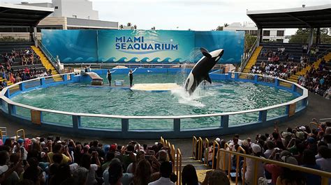 Miami Seaquarium to End Shows Featuring Killer Whale Lolita – NBC 6 South Florida