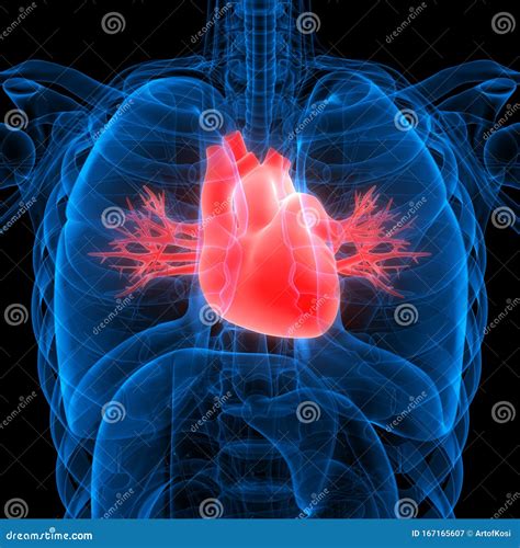 Organismo Umano Interno Del Cuore Con Anatomia Del Sistema Circolatorio