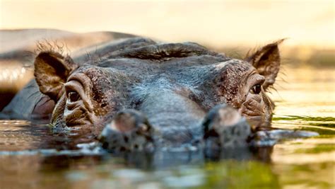 Hippopotamus – Zoo Berlin