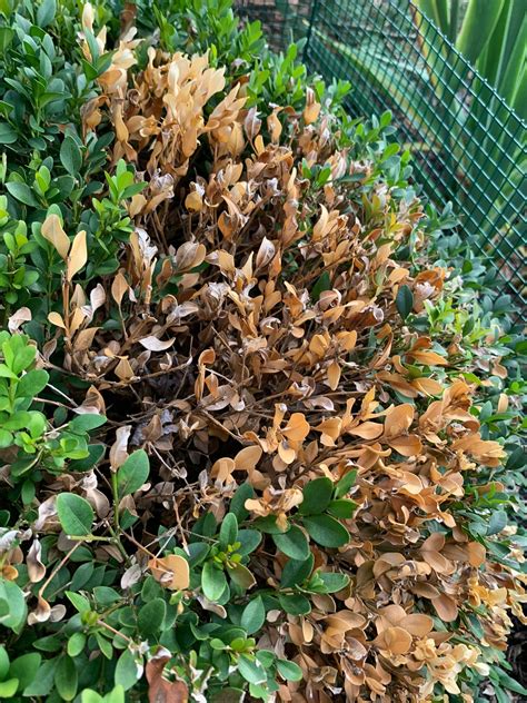 Boxwood Browningdying 600254 Ask Extension