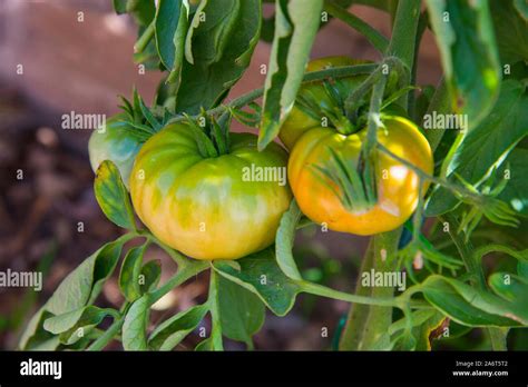 Planta Tomates Hi Res Stock Photography And Images Alamy