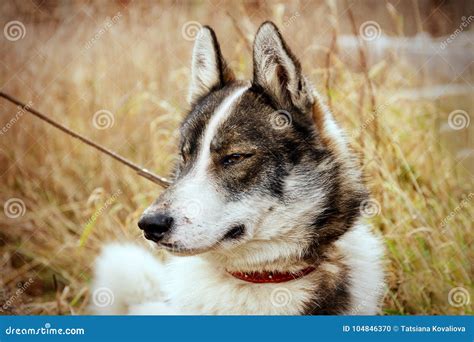 Husk Dog Husky Dog On The Background Of Grass The Dog Is Close Up