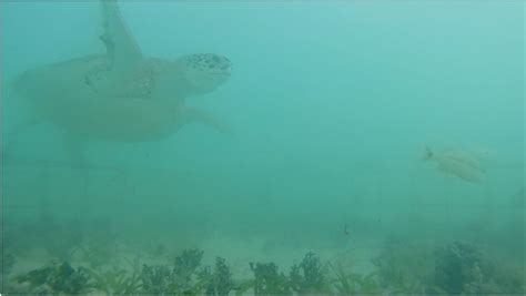 Seagrass Ecosystem Services Fieldwork Lac Bay Bonaire Marjolijn Christianen