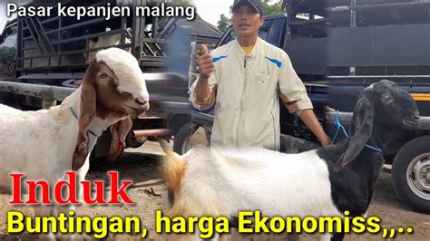 Update Harga Kambing Betina Dan Bakalan Hari Ini Pasar Hewan