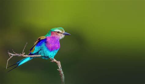 17 Fun Lilac-Breasted Roller Facts: Africa's Multicolored Bird