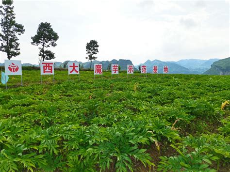 魔芋变“魔棒” 西南山区有了新的致富经 资讯广场 华声在线