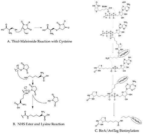 Chemical Diagrams Of Common Protein Labeling Strategies A