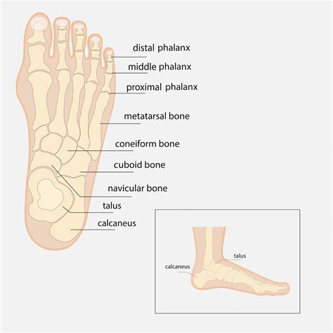 Bosquejo De La Anatomía De Los Huesos Del Pie Humano Medicina