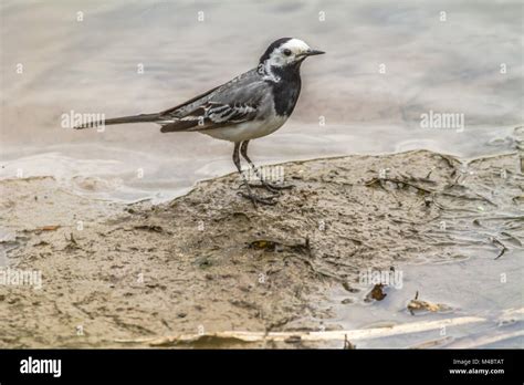 White Wagtail Motacilla Alba Stock Photo Alamy