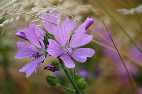 Hollyhock Flower Mallow Rose Free Photo On Pixabay