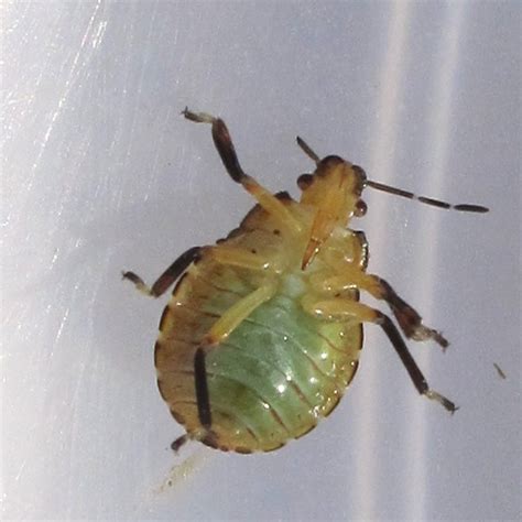 Stink Bug Nymph July 6 Podisus Maculiventris BugGuide Net