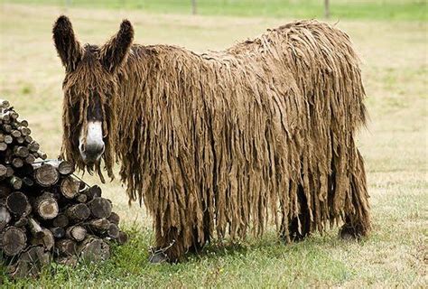 Hope for Nigeria Poitou Donkey: A Rare, Endangered Breed Which Grows ...