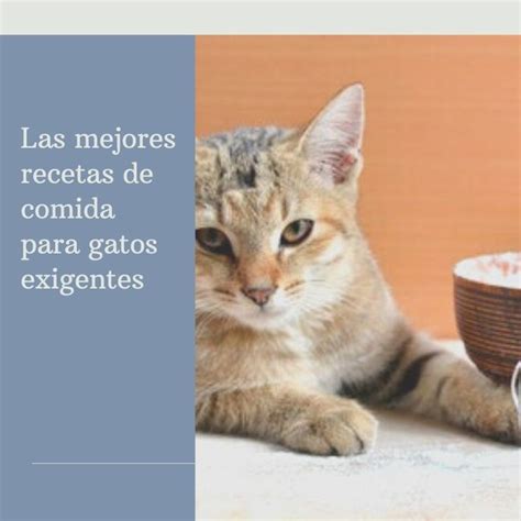 Las Mejores Recetas De Comida Para Gatos Exigentes Recetas De Comida