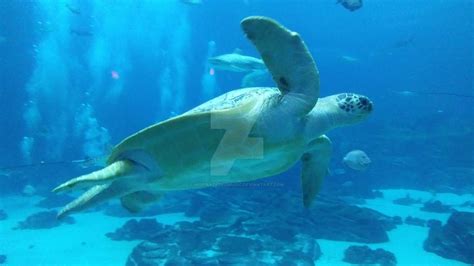 Green Sea Turtle - Georgia Aquarium (2017) by Inspirationismusic on ...