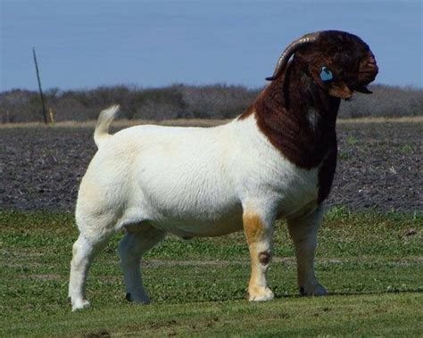 Boer Goat - Meat Goat Society