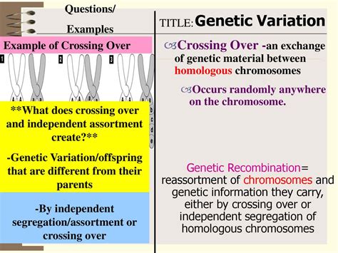 Chapter 11 Introduction To Genetics Ppt Download