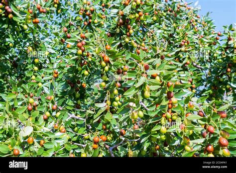 Jujube or ber or berry Ziziphus mauritiana . ripen jujube green fruits ...