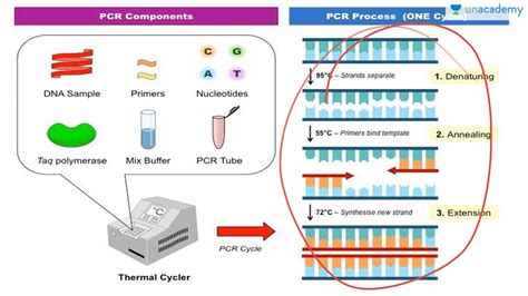 Biotechnology And Its Applications Polymerase Chain Reaction Youtube