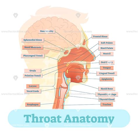 Anatomy Of The Throat Diagram Normal Male Anatomy Of The Lef