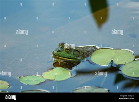 Bullfrog In Pond Hi Res Stock Photography And Images Alamy