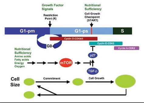 Cell Cycle Checkpoints Rb